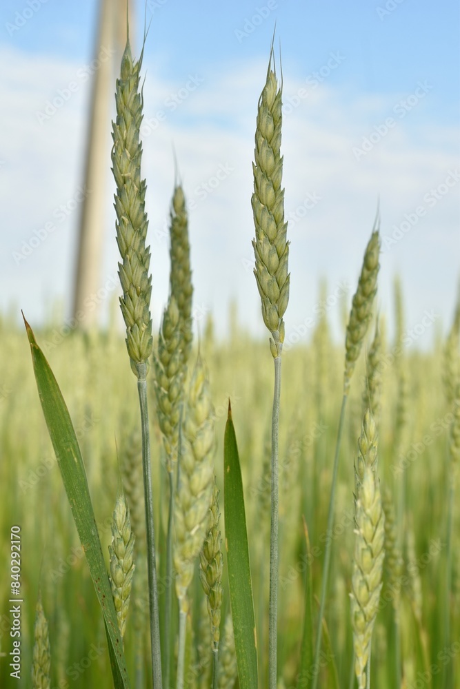 Ripening ears of wheat. Background image. Ripening ears of wheat. Background image.
