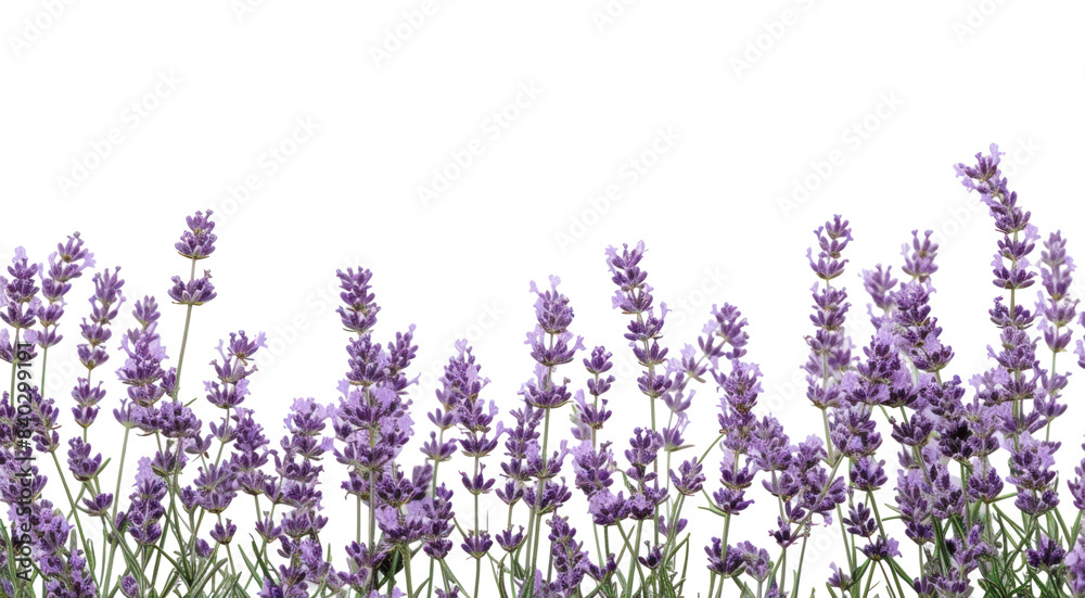 Naklejka premium PNG Lavender backgrounds blossom flower.