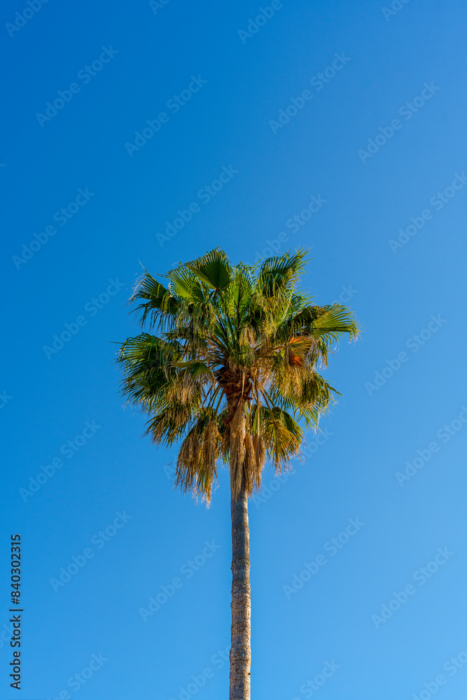 Beautiful palm tree against a clear blue sky vertical background Beautiful palm tree against a clear blue sky vertical background