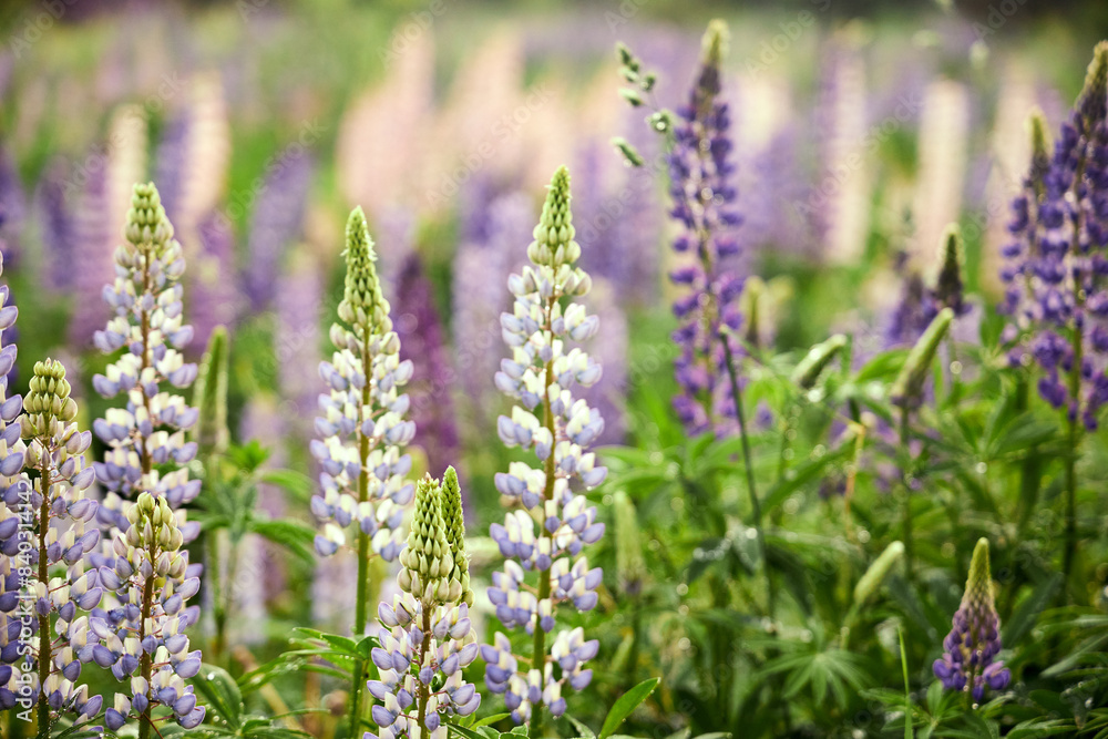 camera pulling out from meadow with lupine flowers in the summer nature outdoor landscape scenic camera pulling out from meadow with lupine flowers in the summer nature outdoor landscape scenic
