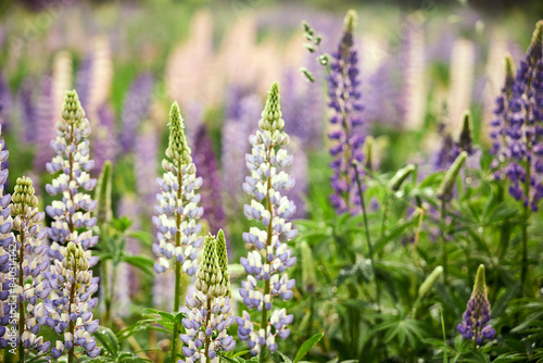 camera pulling out from meadow with lupine flowers in the summer nature outdoor landscape scenic