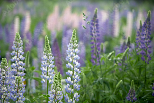 camera pulling out from meadow with lupine flowers in the summer nature outdoor landscape scenic © Julie