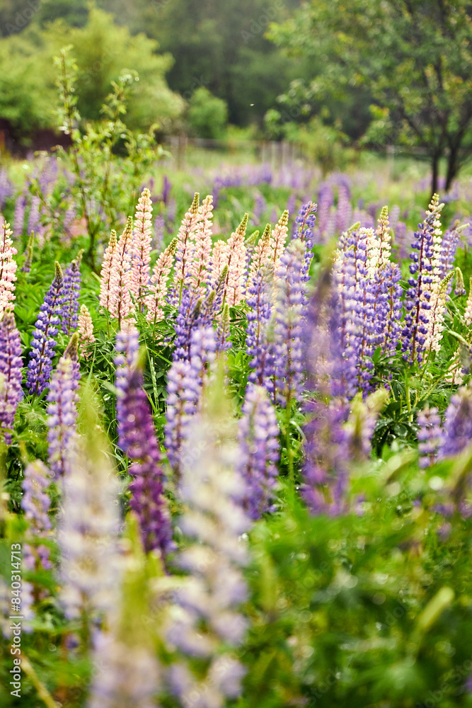 camera pulling out from meadow with lupine flowers in the summer nature outdoor landscape scenic camera pulling out from meadow with lupine flowers in the summer nature outdoor landscape scenic