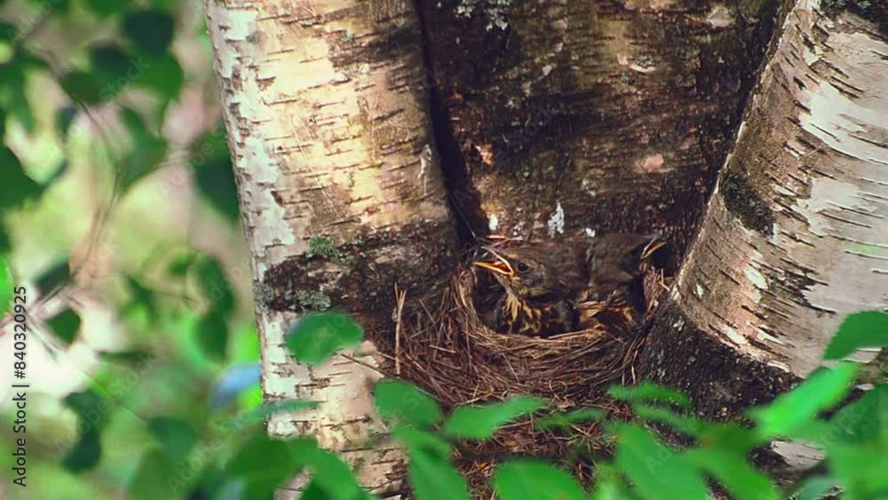 Fieldfare nest life with baby birds. Adult mom or father bird feeding and teaching kids to learn to eat a worm. Cute wildlife nature scene of adulthood, responsibility and parenting.