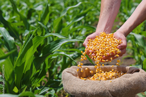 Corn grains in the hands of a successful farmer, in a background green corn field. Close up of hands full of corn in a jute sack from a young farmer. Spring sunny day rural scene
