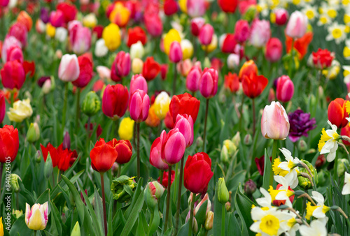 Tulips flowers blooming in the spring