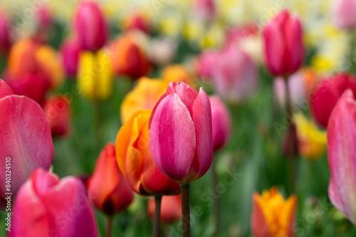 Tulips flowers blooming in the spring