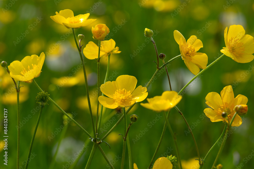 Obraz premium Wild yellow flower on the field