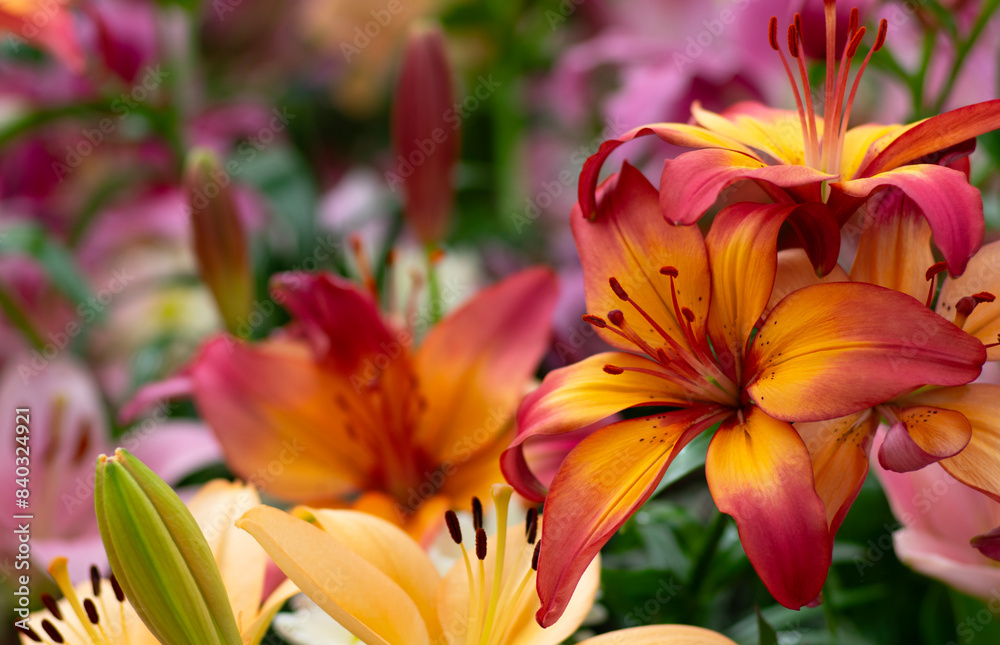 Naklejka premium Colorful lilies on blurred floral