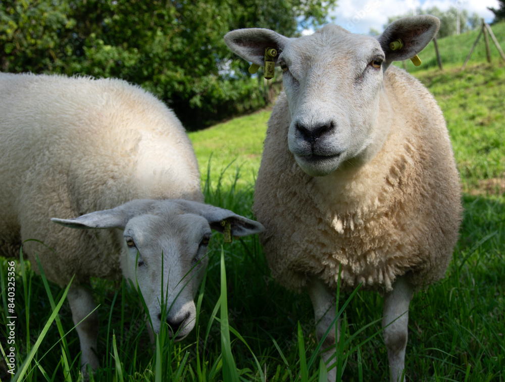 Obraz premium Sheep close-up on the pasture.
