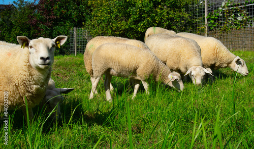 Sheep on green grass © Alekss