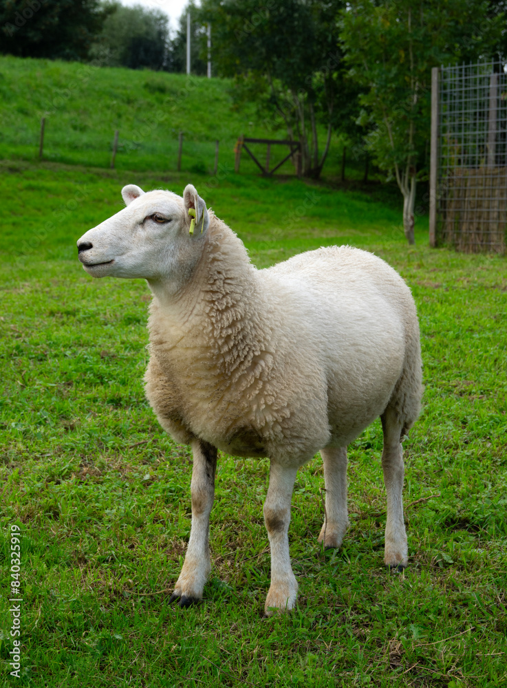 Naklejka premium Sheep on green grass