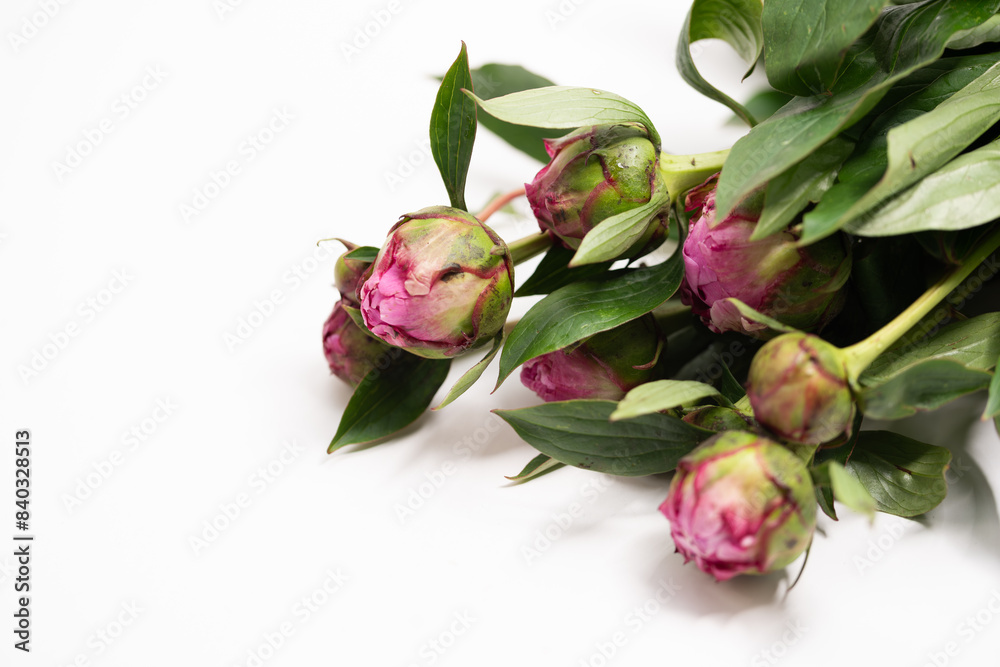 Obraz premium Peonies on a white background, white background with space for text and flowers, white background with flowers