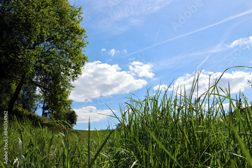 Hohes Gras und Bäume vor blauem Himmel mit blauen Cumulus-Wolken auf dem Premiumwanderweg Felsenweg 5 Prümerburg bei Irrel im Landkreis Bitbrug-Prüm. photo