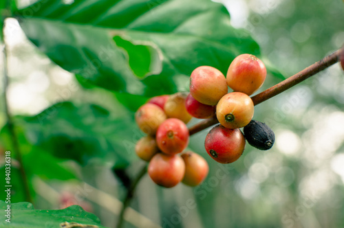 red ripe coffee berries on the tree