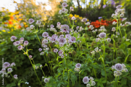 Summer background with flowers and plants