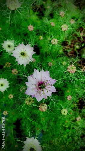 Nigelle de Damas dans la brise.