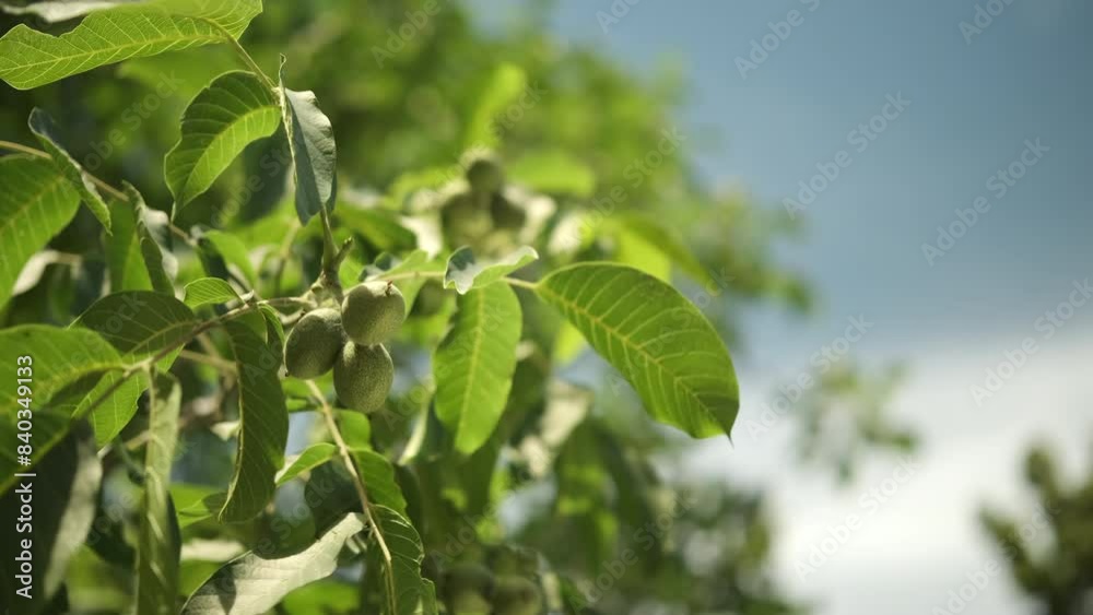 Walnut fruit on tree against blue sky Walnut fruit on tree against blue sky