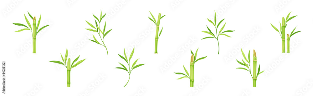 Bamboo Green Stalk or Branch with Leaf Vector Set Bamboo Green Stalk or Branch with Leaf Vector Set