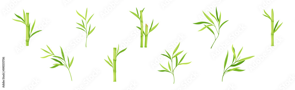 Bamboo Green Stalk or Branch with Leaf Vector Set