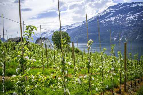 Blooming apple trees in Hardanger