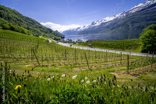 When spring comes to Hardangerfjord