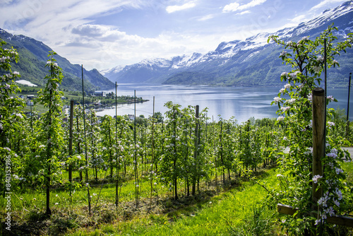 Blooming apple trees in Norway photo