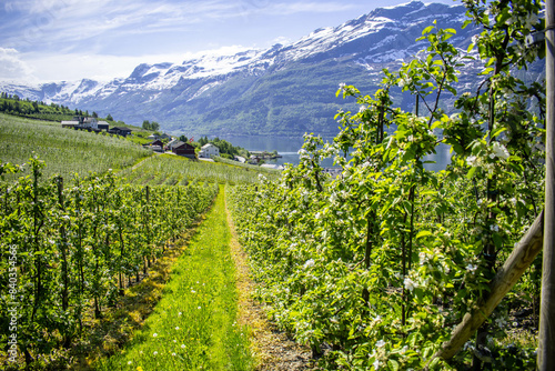 Blooming season along the Hardangerfjord
