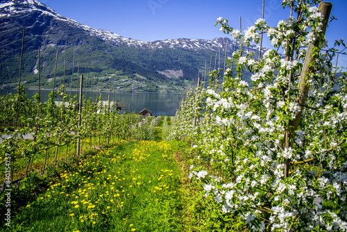 Blooming season in Hardanger, Norway photo