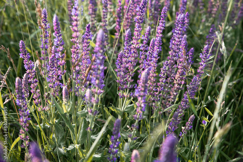 Purple flowers close up. Wild flowers.