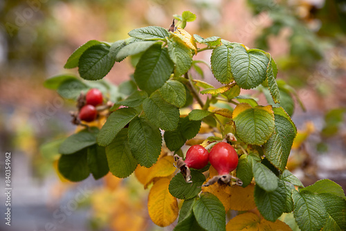 Ripe rose hips hang on an autumn bush with yellow and green leaves. Close up.