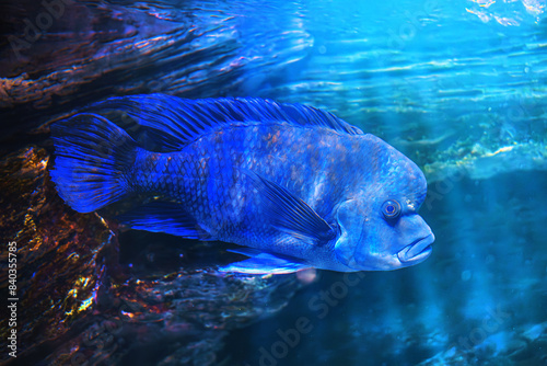 Blue dolphin cichlid or Cyrtocara Moorii fish photo