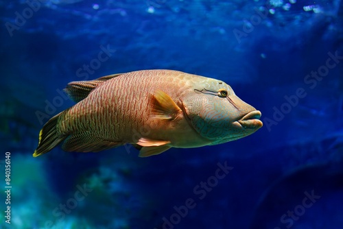 Photos The humphead wrasse (Cheilinus undulatus) Napoleon fish