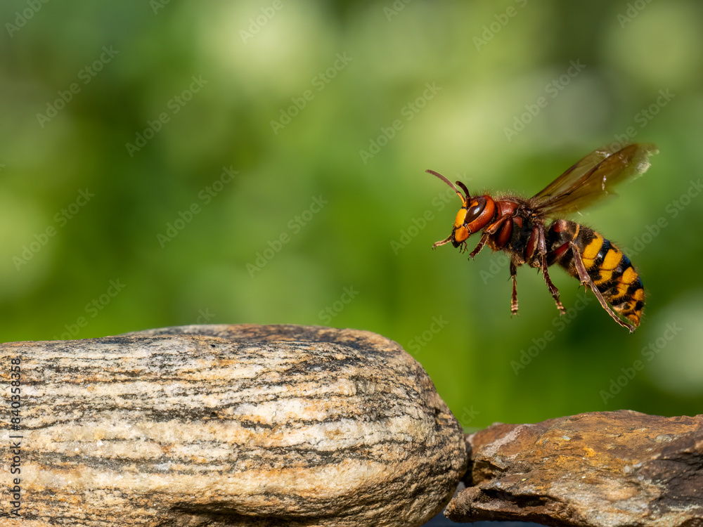 Hornisse (Vespa crabro)