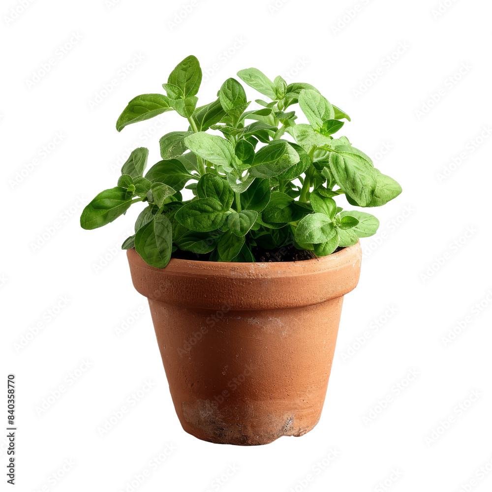A vibrant green potted plant in a terracotta pot, perfect for indoor or outdoor decor, adding a touch of nature to any setting. A vibrant green potted plant in a terracotta pot, perfect for indoor or outdoor decor, adding a touch of nature to any setting.