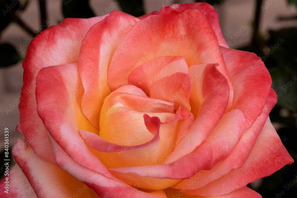 Red and white rose macro closeup. Rose is a flower of love, passion and romantic feelings. A symbolic flower for lovers, congratulations on the holiday and a declaration of love Red and white rose macro closeup. Rose is a flower of love, passion and romantic feelings. A symbolic flower for lovers, congratulations on the holiday and a declaration of love