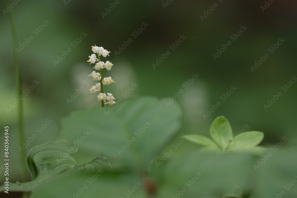 森のマイズルソウ