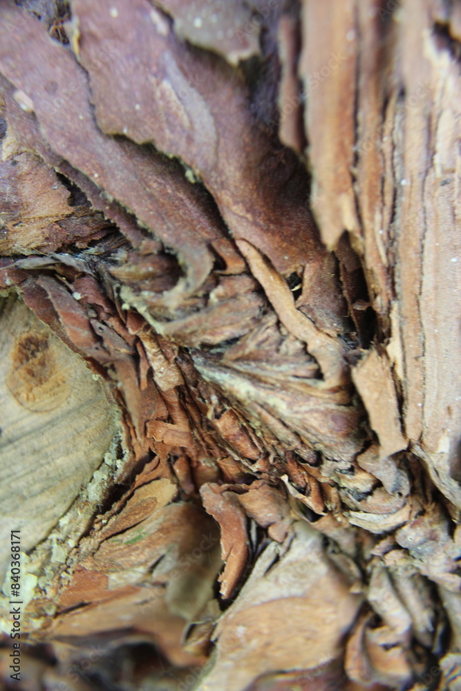 bark of a tree