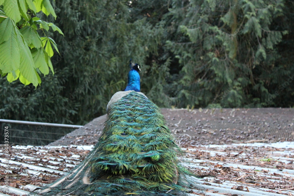 Obraz premium peacock with feathers