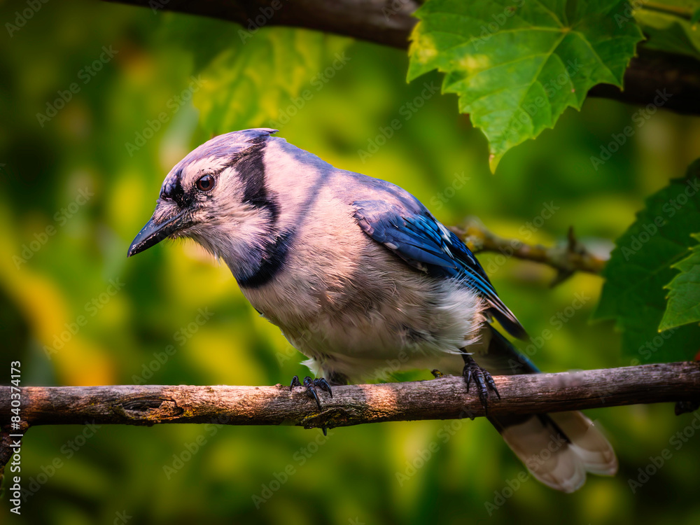 Fototapeta premium A close-up shot of a blue jay perched on a twig on a blurred natural green background