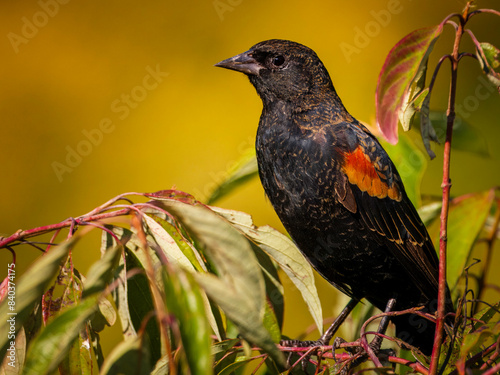 Close up of a male red-winged blackbird perched on tree branches among green leaves