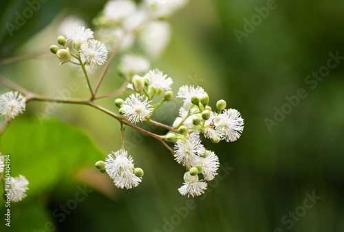 Tetracera loureiri or Dillenia branch flowers on natural background. photo