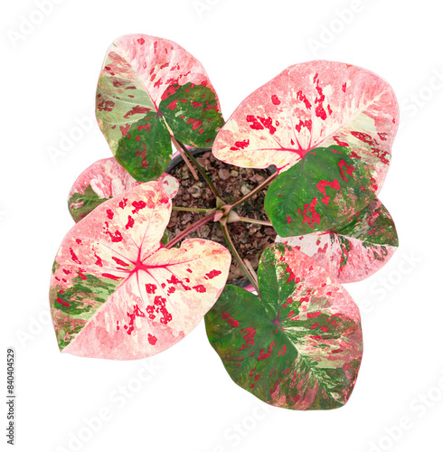 caladium on white background isolate with clipping path. Queen of the leaves plants. Colorful of bon leaves isolate object photo