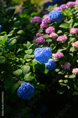 紫陽花園