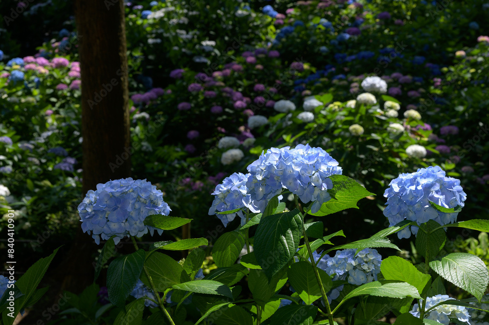 紫陽花園