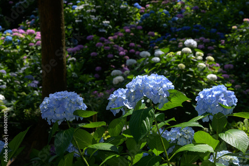 Obraz na płótnie 紫陽花園 w salonie