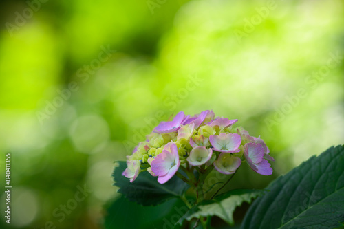 紫陽花園