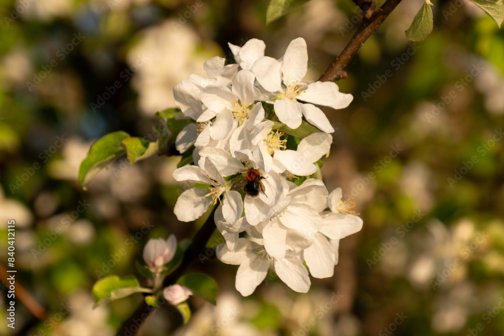 Apple blossom on branch with a small bumblebee in evening light from the sun with motion blur on the bumblebee and something on the flower very varying shallow depth of field and blurry background Apple blossom on branch with a small bumblebee in evening light from the sun with motion blur on the bumblebee and something on the flower very varying shallow depth of field and blurry background