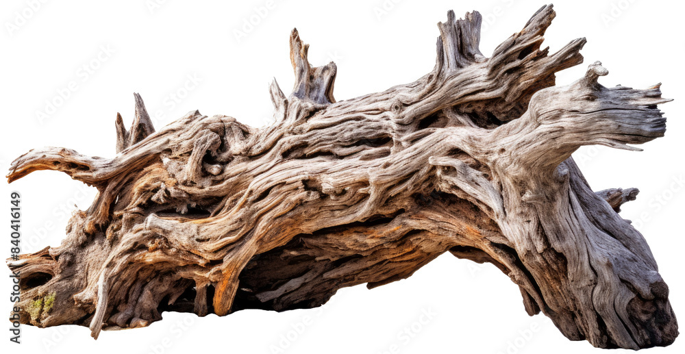 Old dry dead log stump with roots with transparent background. Old dry dead log stump with roots with transparent background.