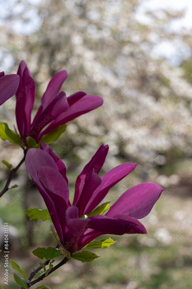 Closeup of branch purple magnolia blossoms in full bloom Closeup of branch purple magnolia blossoms in full bloom